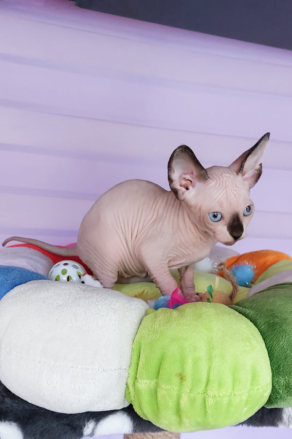 Califf | Canadian Sphynx Kitten