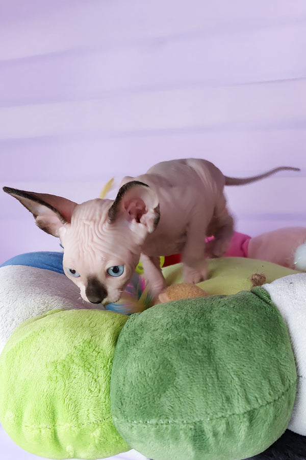 Califf | Canadian Sphynx Kitten