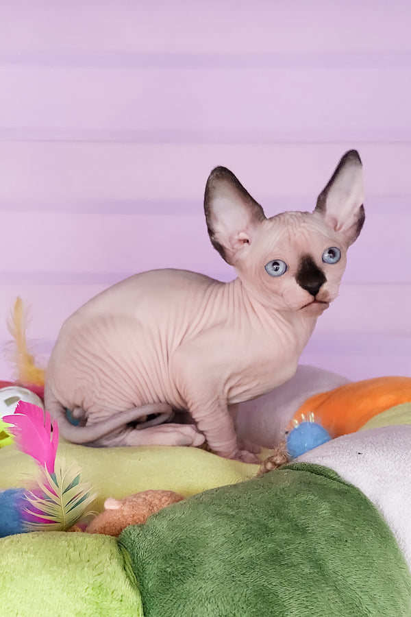 Califf | Canadian Sphynx Kitten