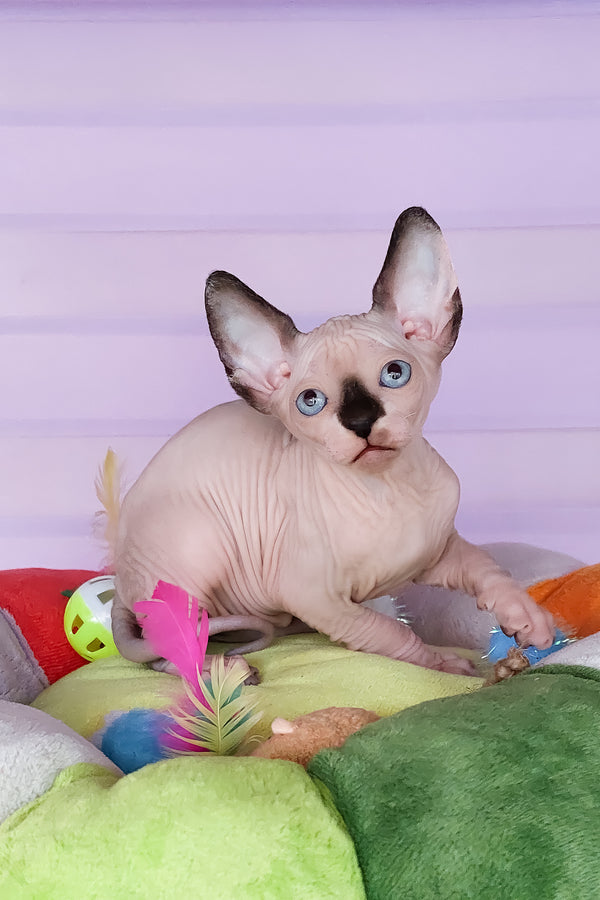 Califf | Canadian Sphynx Kitten
