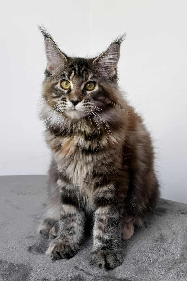 Calina | Maine Coon Kitten