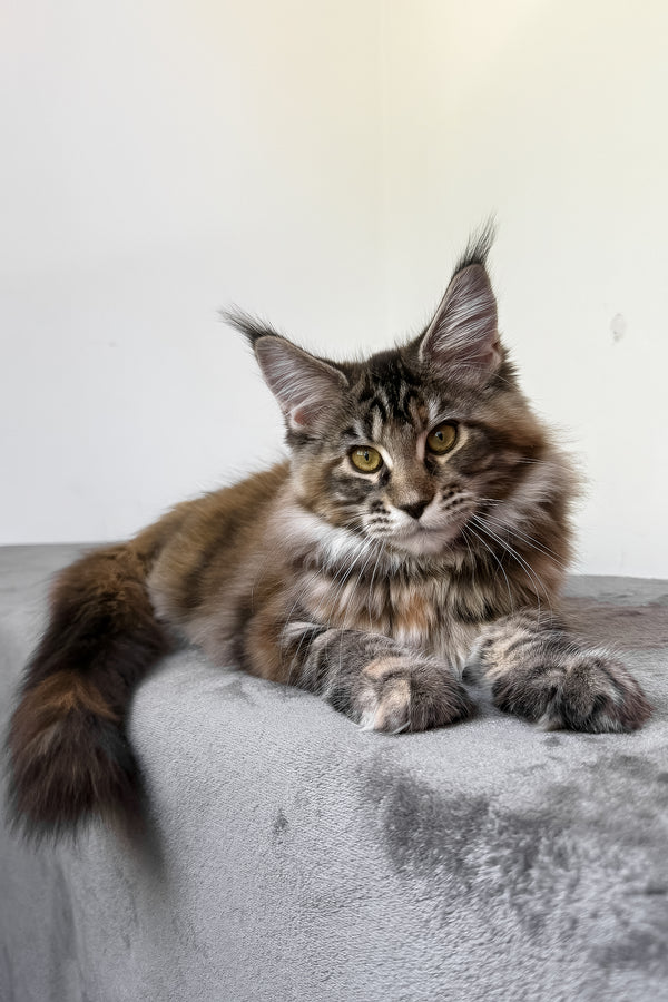 Calina | Maine Coon Kitten