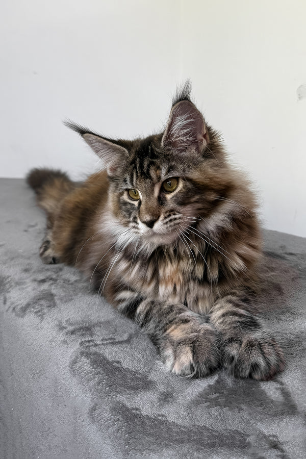 Calina | Maine Coon Kitten