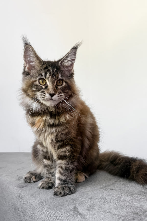 Calina | Maine Coon Kitten