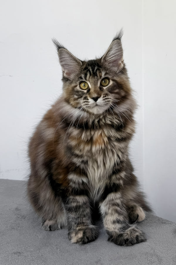 Calina | Maine Coon Kitten