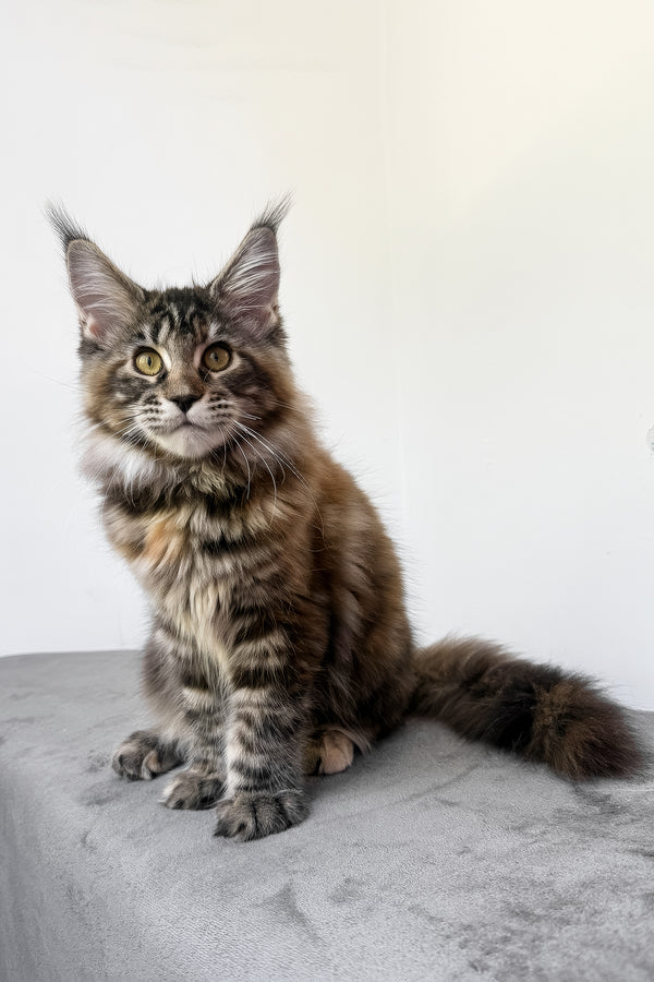 Calina | Maine Coon Kitten