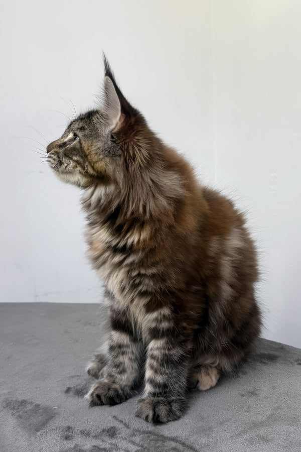 Calina | Maine Coon Kitten