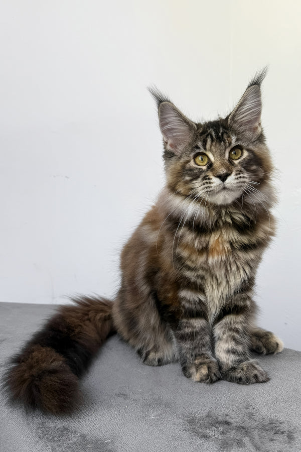Calina | Maine Coon Kitten