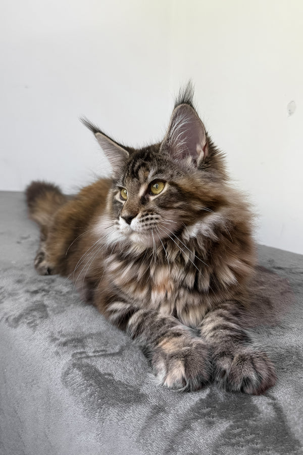 Calina | Maine Coon Kitten