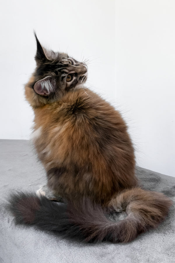 Calina | Maine Coon Kitten