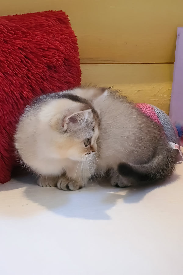 Callista | Munchkin Kitten