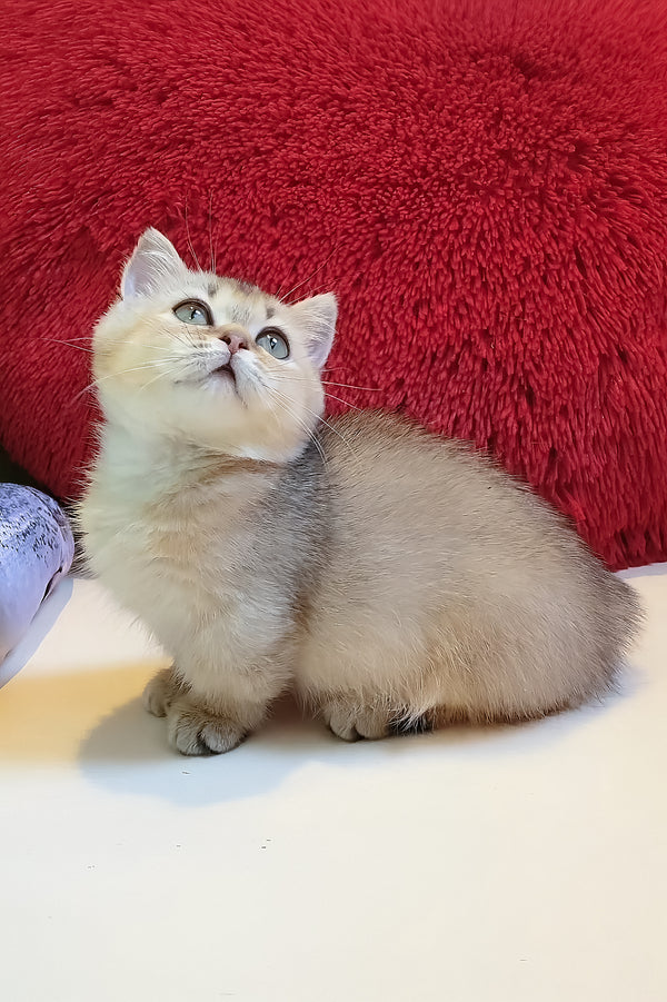 Callista | Munchkin Kitten