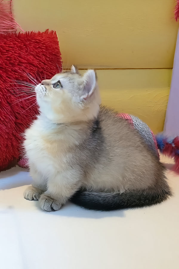 Callista | Munchkin Kitten