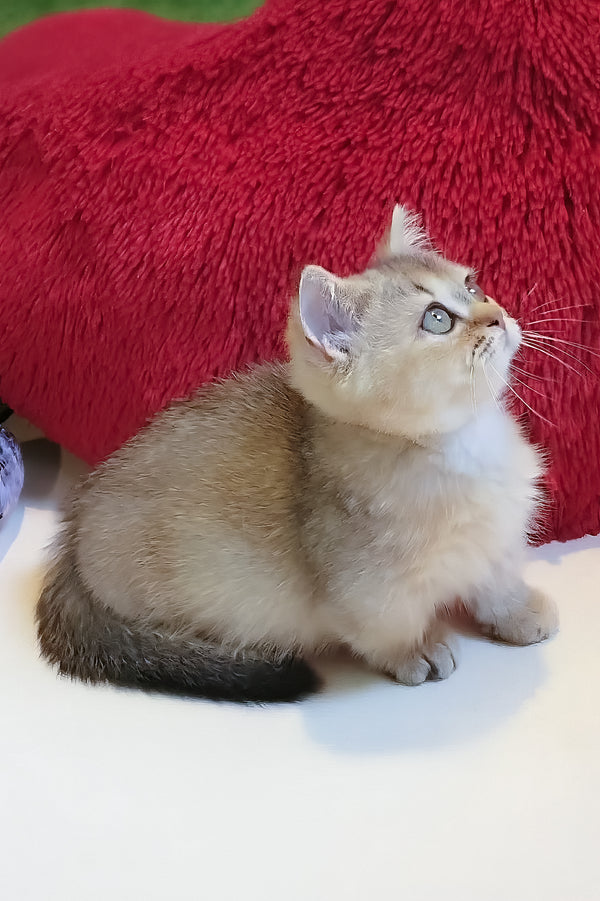 Callista | Munchkin Kitten