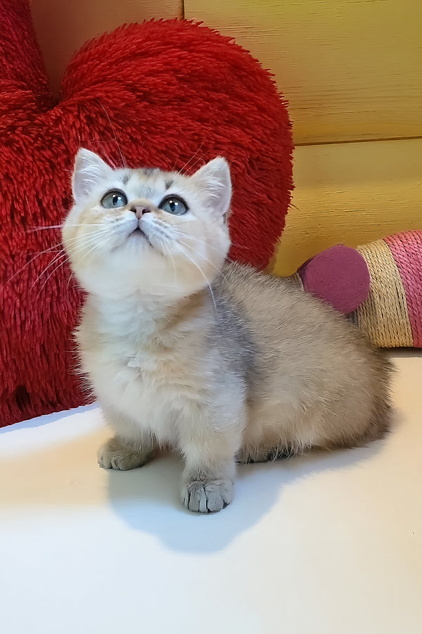 Callista | Munchkin Kitten