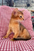 Calvin | Abyssinian Kitten