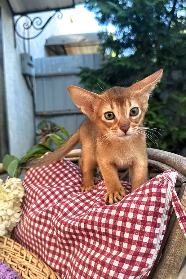 Calvin | Abyssinian Kitten