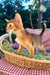 Calvin | Abyssinian Kitten
