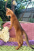 Calvin | Abyssinian Kitten