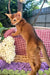 Calvin | Abyssinian Kitten