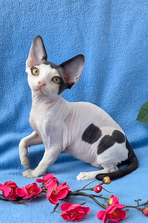 Camelia | Devon Rex Kitten