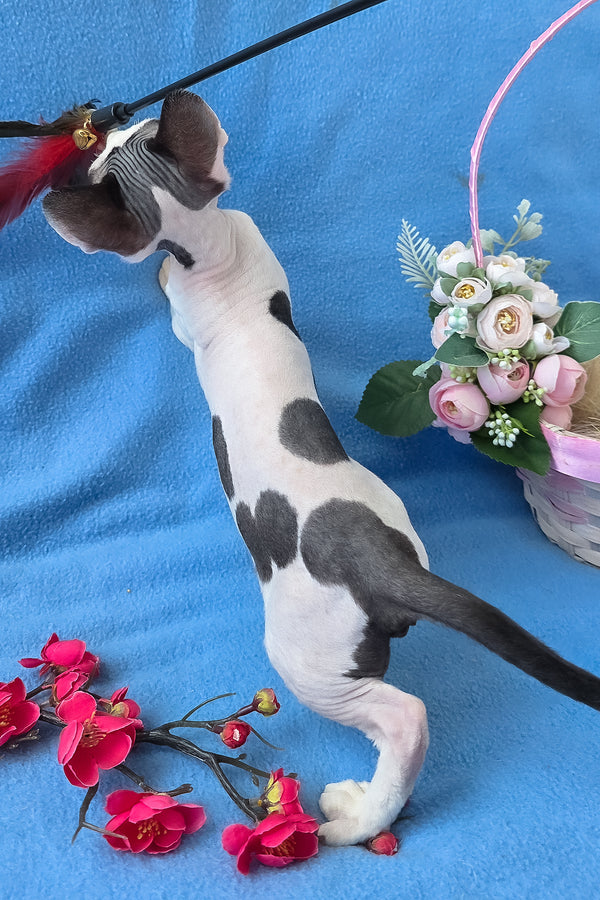 Camelia | Devon Rex Kitten