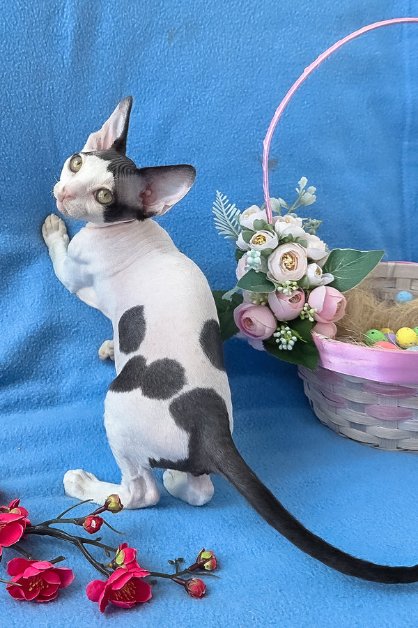 Camelia | Devon Rex Kitten