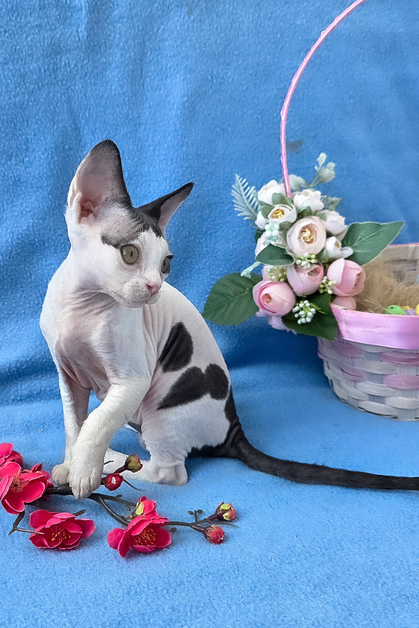 Camelia | Devon Rex Kitten