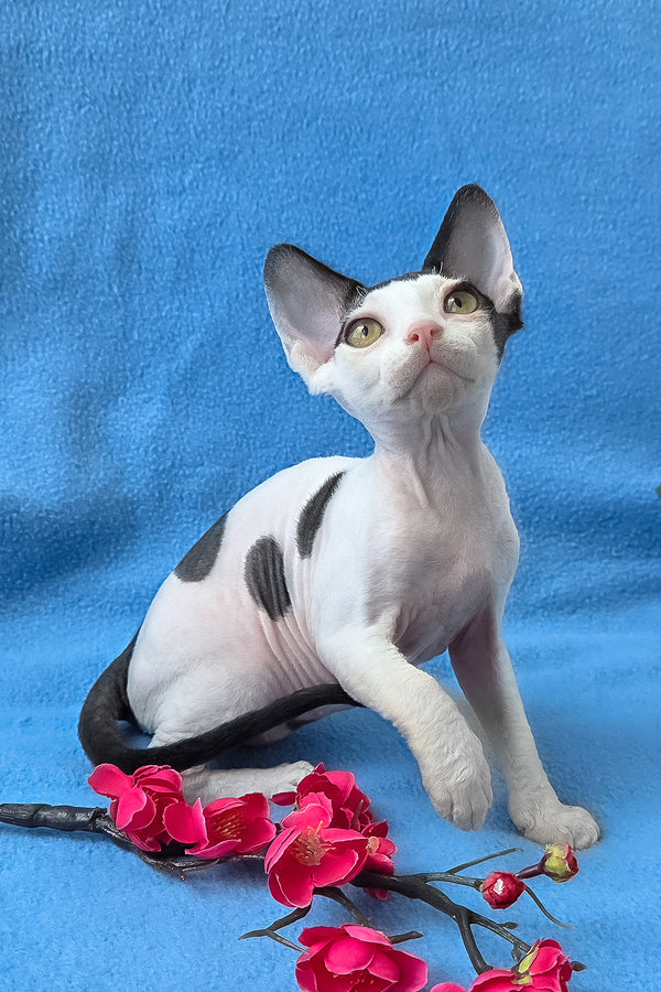 Camelia | Devon Rex Kitten