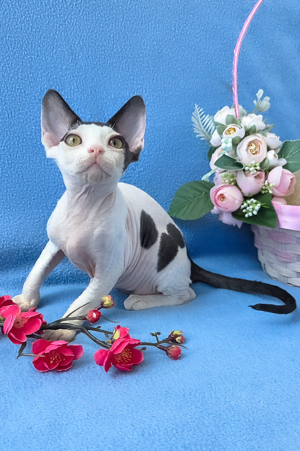 Camelia | Devon Rex Kitten