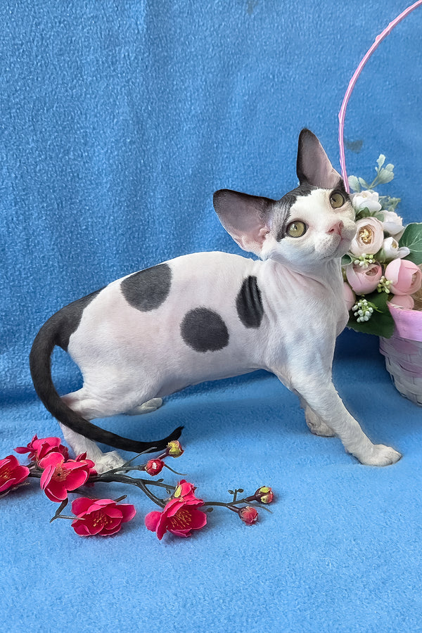 Camelia | Devon Rex Kitten