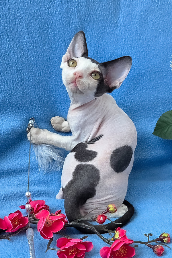 Camelia | Devon Rex Kitten