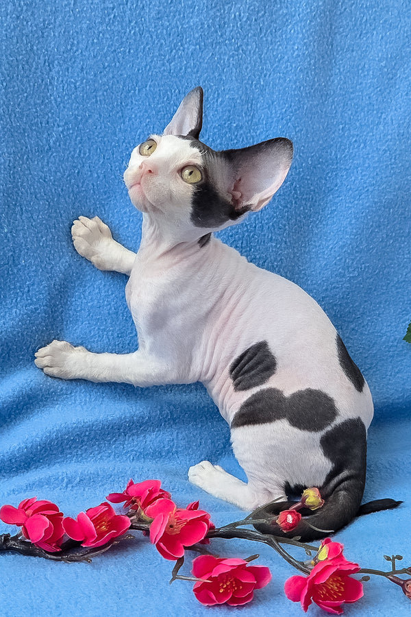 Camelia | Devon Rex Kitten