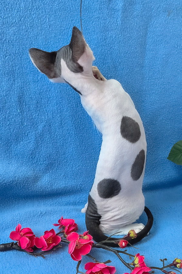 Camelia | Devon Rex Kitten