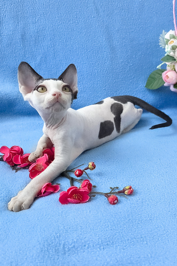 Camelia | Devon Rex Kitten