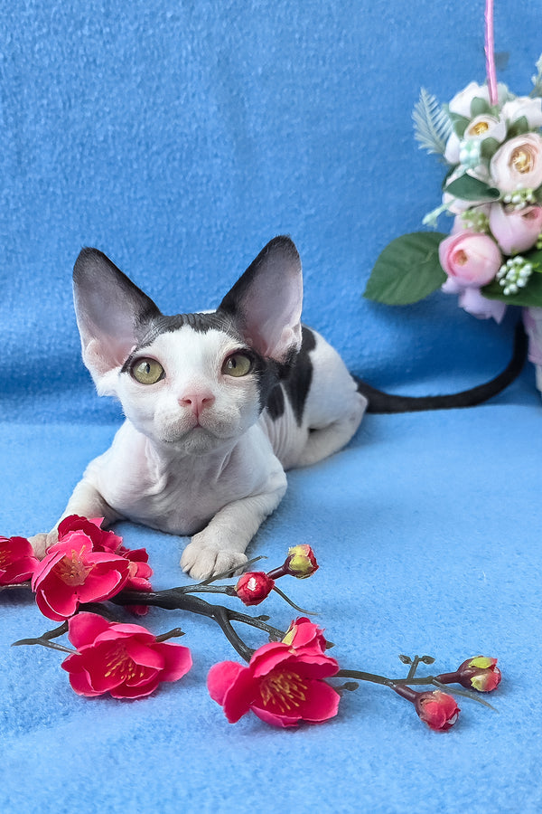Camelia | Devon Rex Kitten
