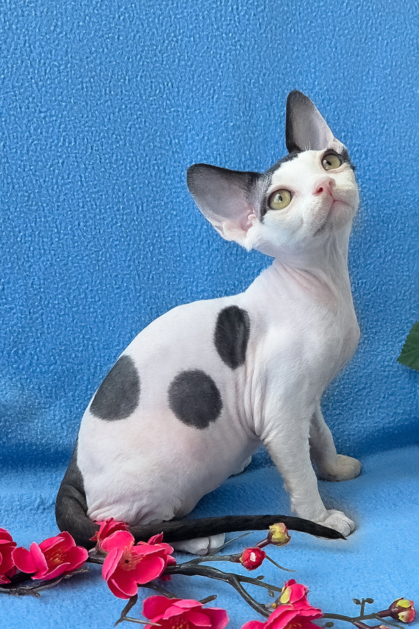 Camelia | Devon Rex Kitten