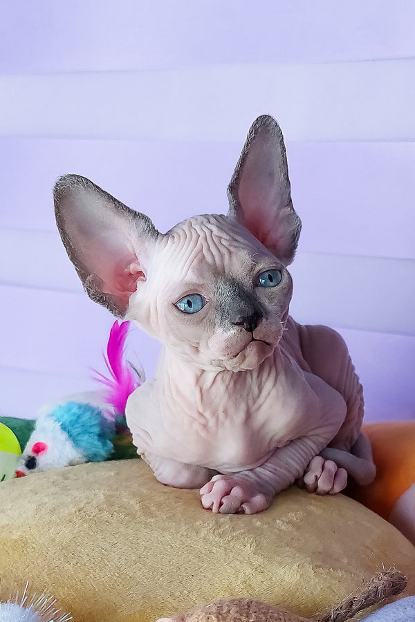 Camellia | Canadian Sphynx Kitten