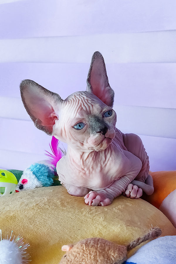 Camellia | Canadian Sphynx Kitten