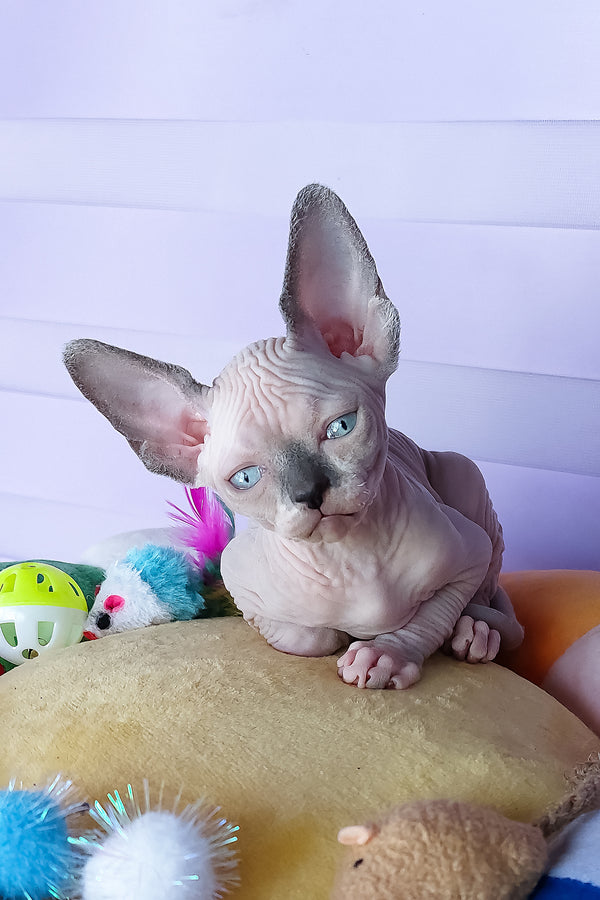 Camellia | Canadian Sphynx Kitten