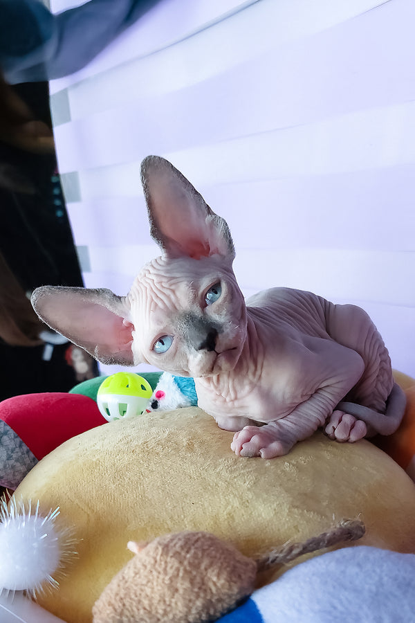 Camellia | Canadian Sphynx Kitten