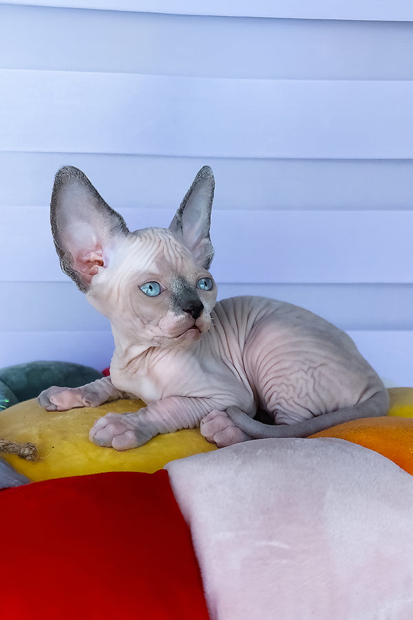 Camellia | Canadian Sphynx Kitten