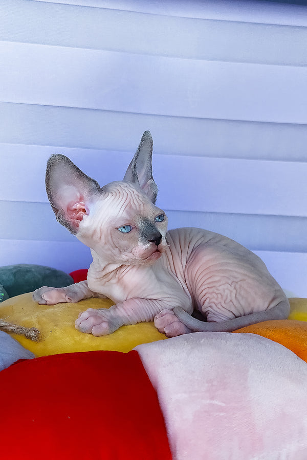 Camellia | Canadian Sphynx Kitten