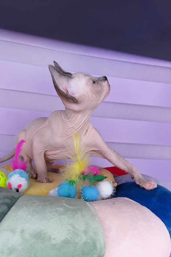 Camellia | Canadian Sphynx Kitten