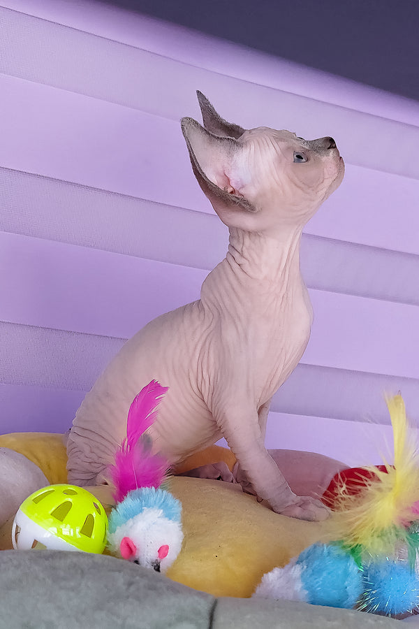 Camellia | Canadian Sphynx Kitten