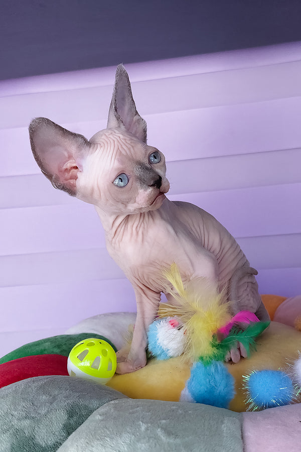 Camellia | Canadian Sphynx Kitten