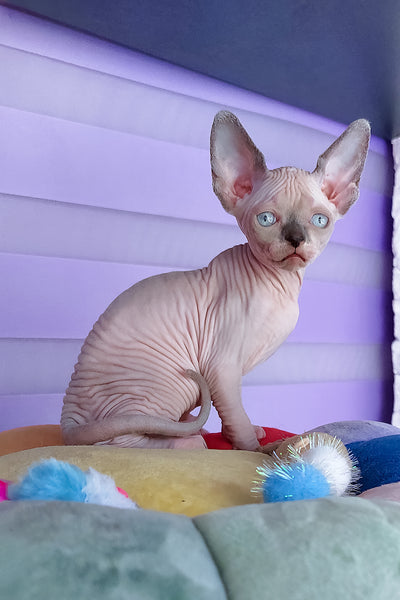 Camellia the Lovable Canadian Sphynx Kitten with Blue Eyes