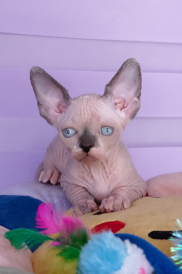 Camellia | Canadian Sphynx Kitten
