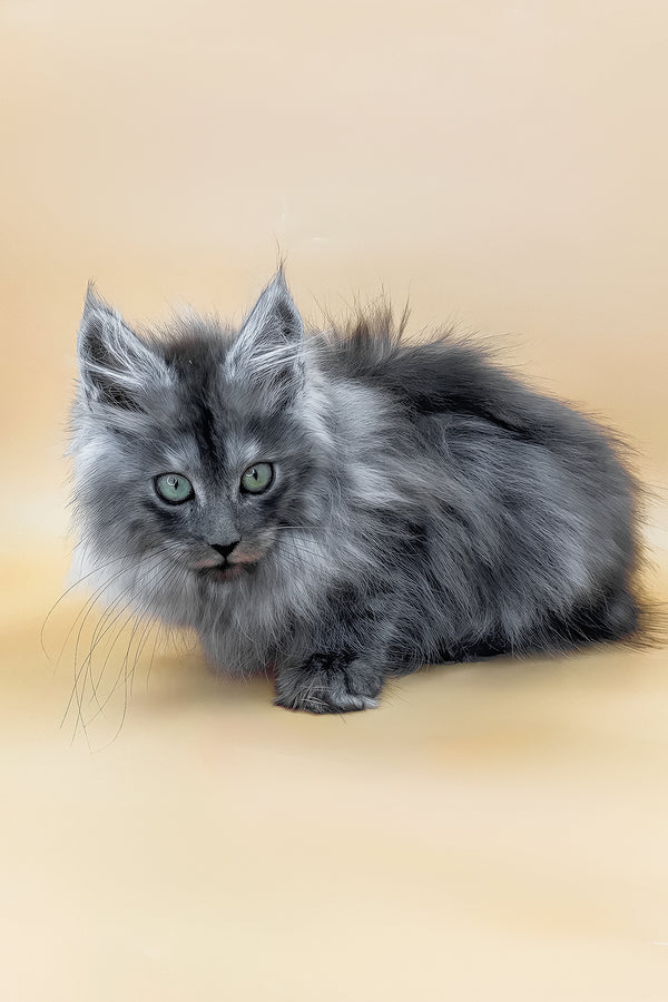 Cameron | Maine Coon Kitten