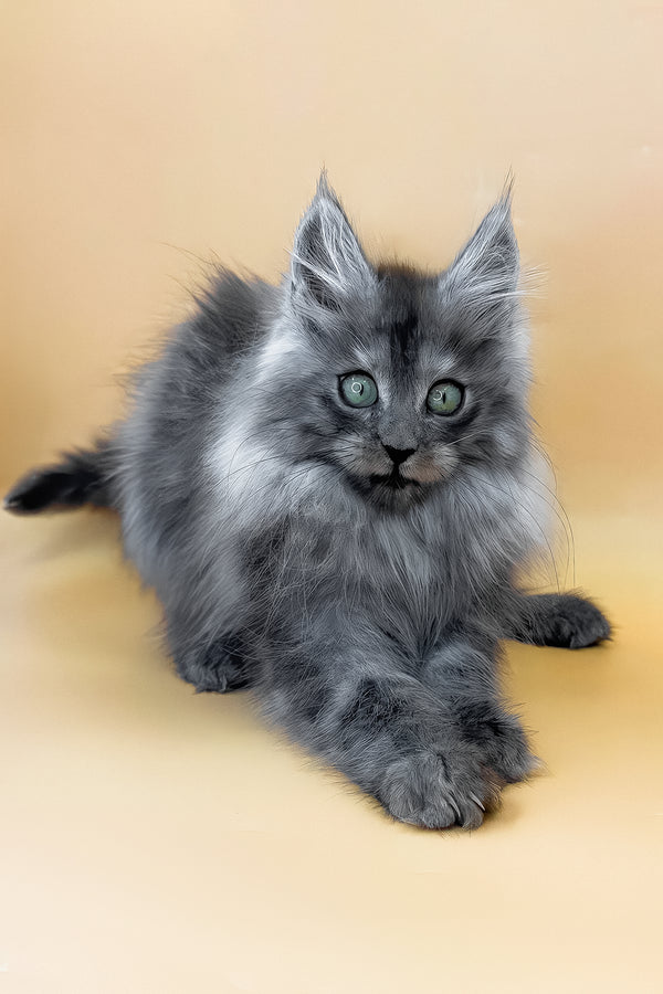 Cameron | Maine Coon Kitten